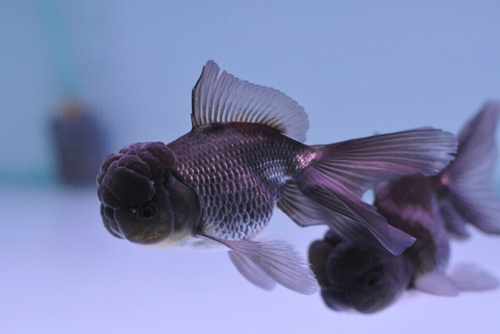 數(shù)量顏色有講究辦公室養(yǎng)魚風水知識